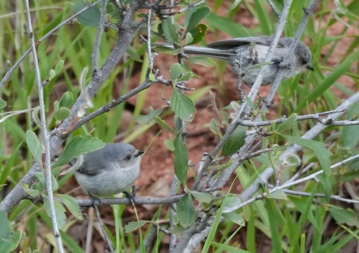 Bushtit - ML640156564