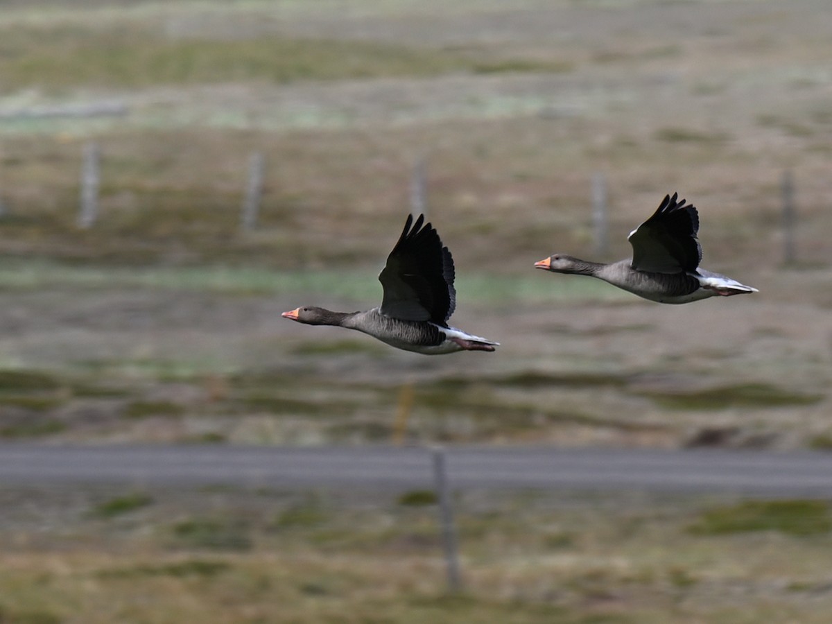 Graylag Goose - ML640156624
