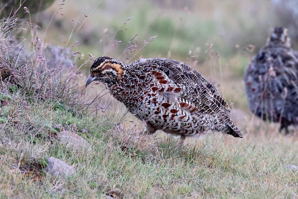 Moorland Francolin - ML640156632