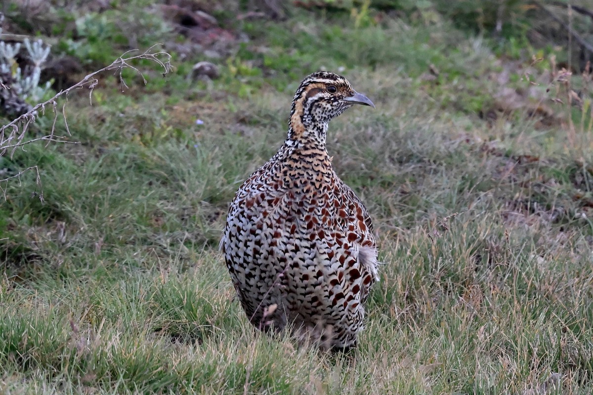 Moorland Francolin - ML640156635