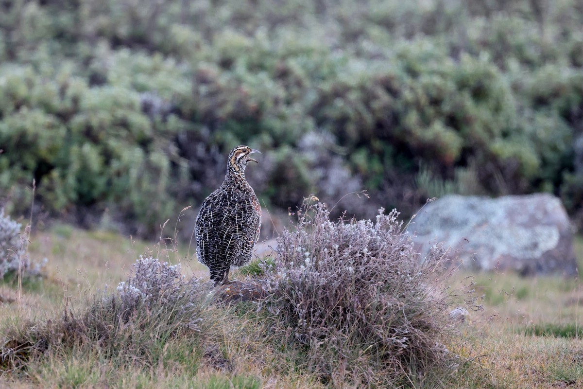 Moorland Francolin - ML640156637
