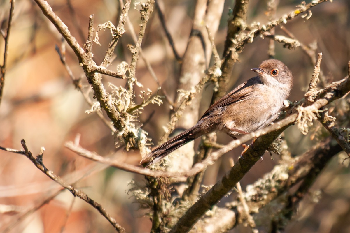 Sardinian Warbler - ML640156664