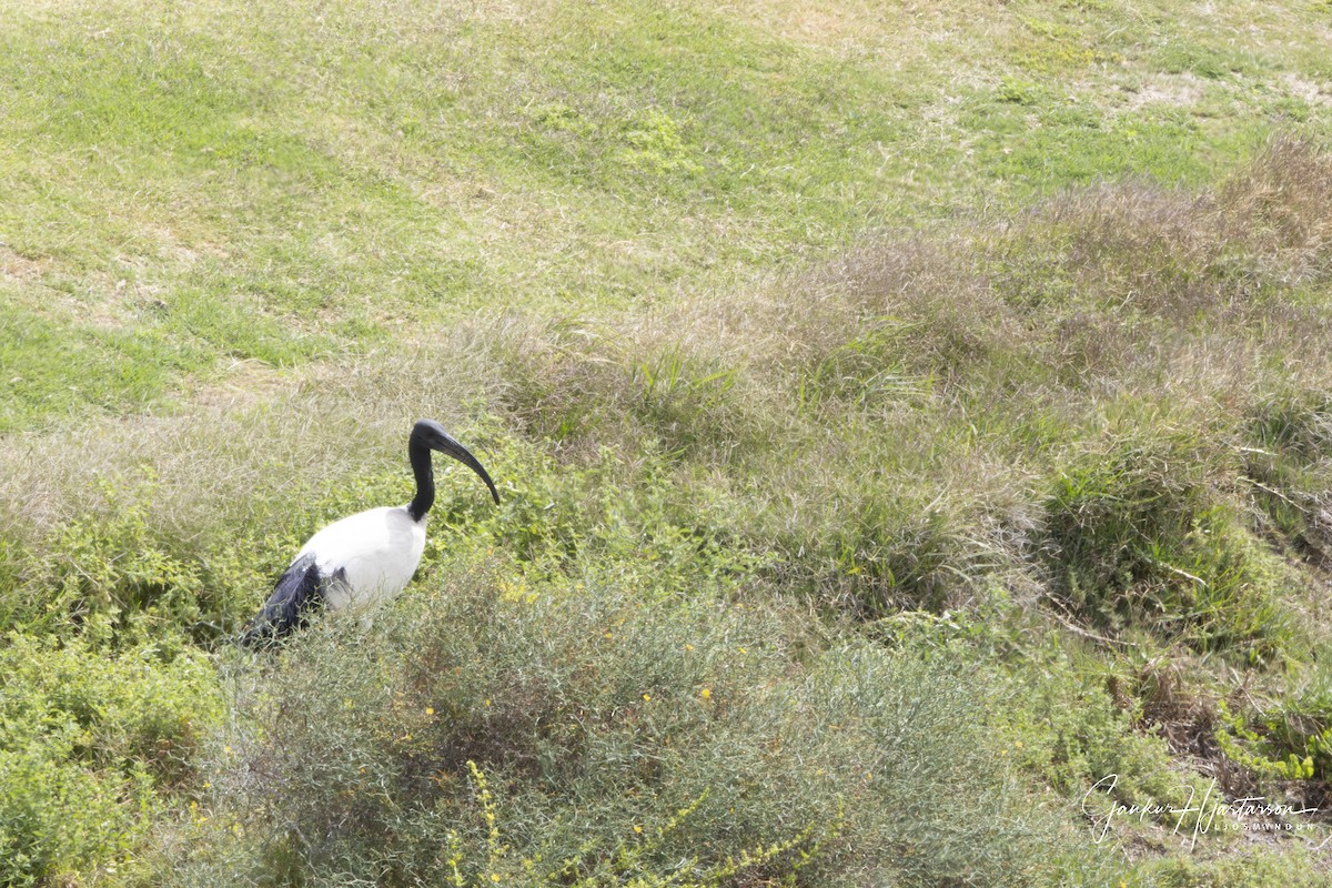 African Sacred Ibis - ML640156717