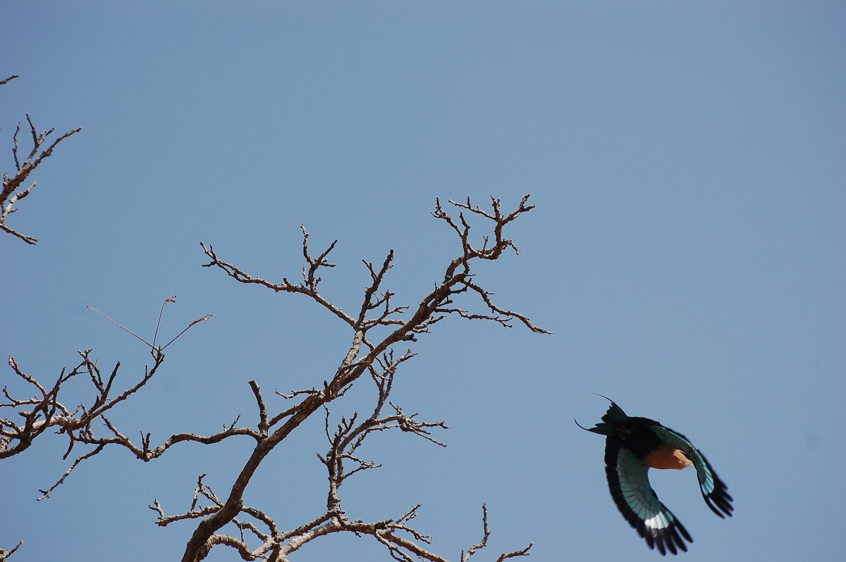 Blue-bellied Roller - ML640156722