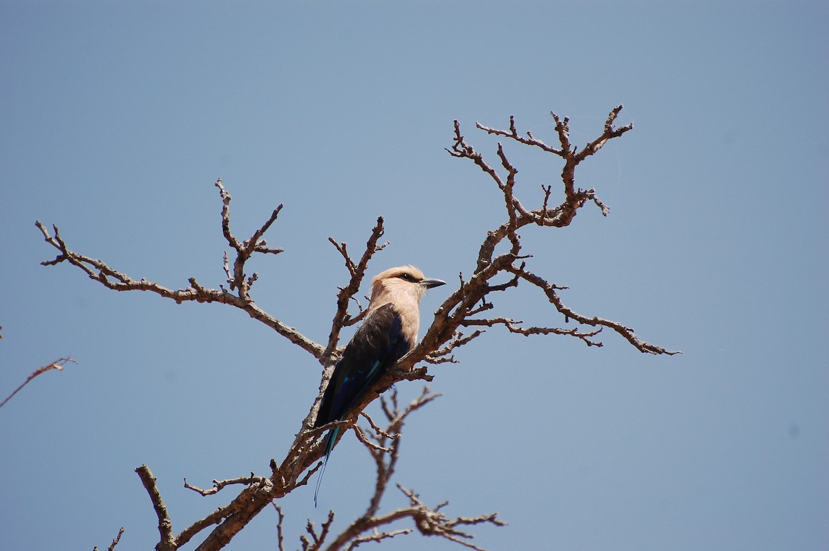 Blue-bellied Roller - ML640156723