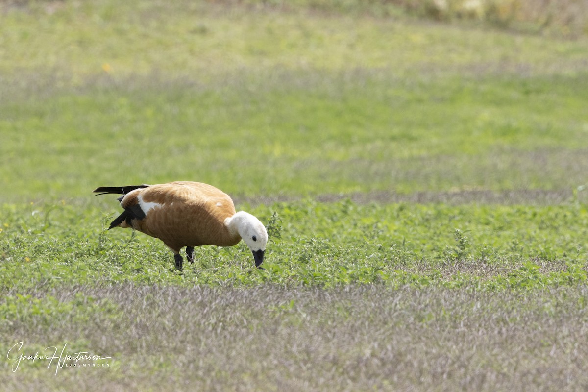 Ruddy Shelduck - ML640156742