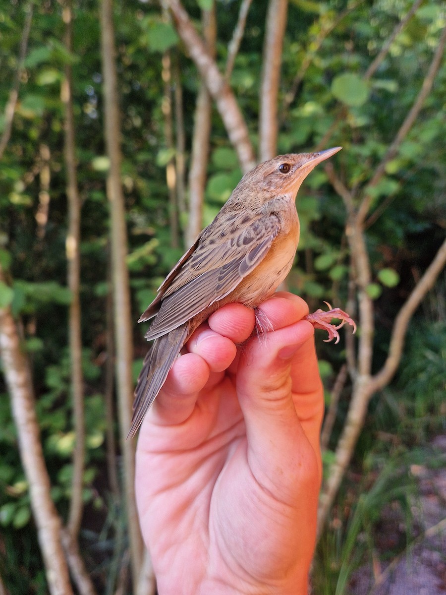 Common Grasshopper Warbler - ML640156823