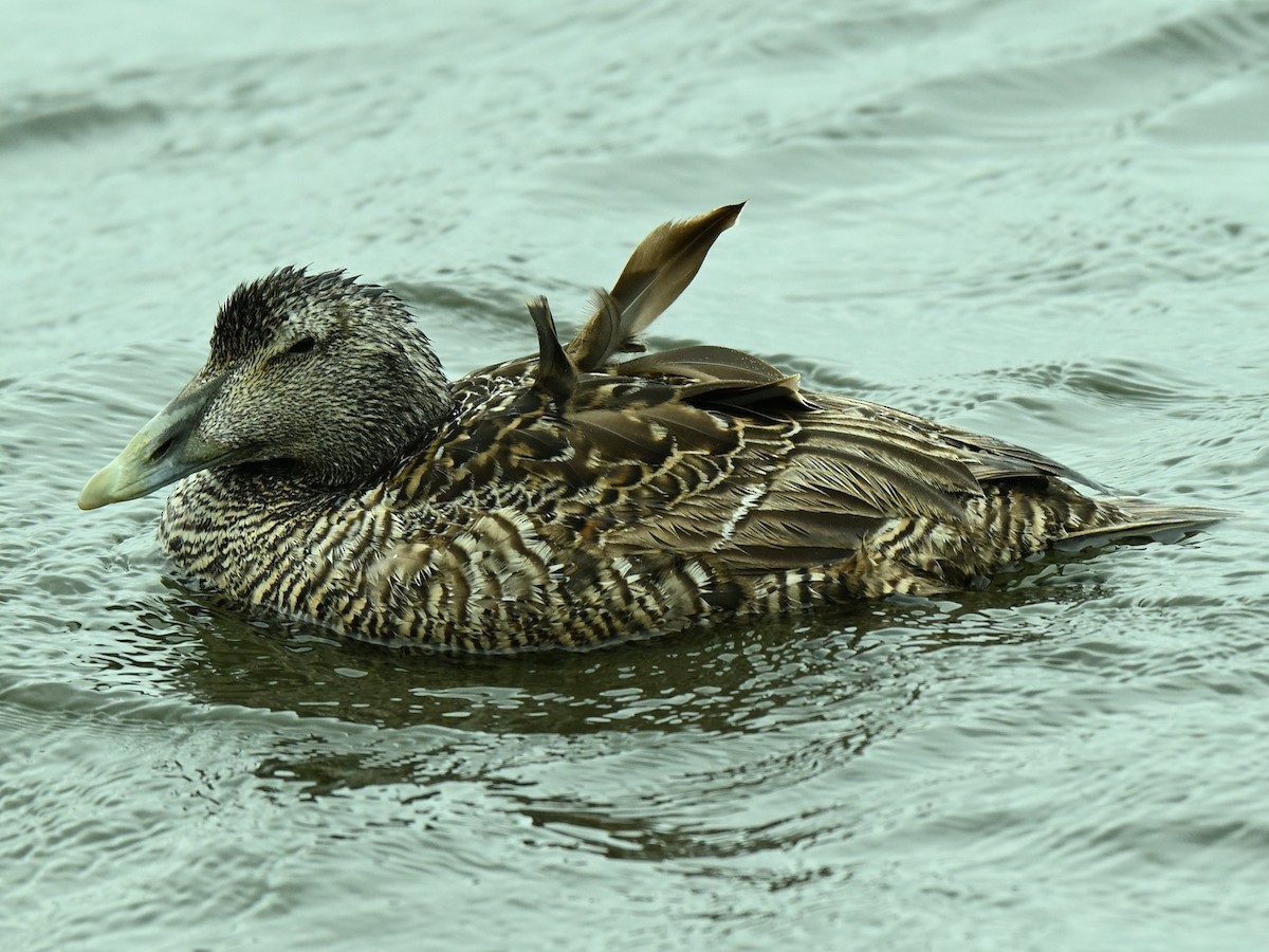 Common Eider - ML640156880