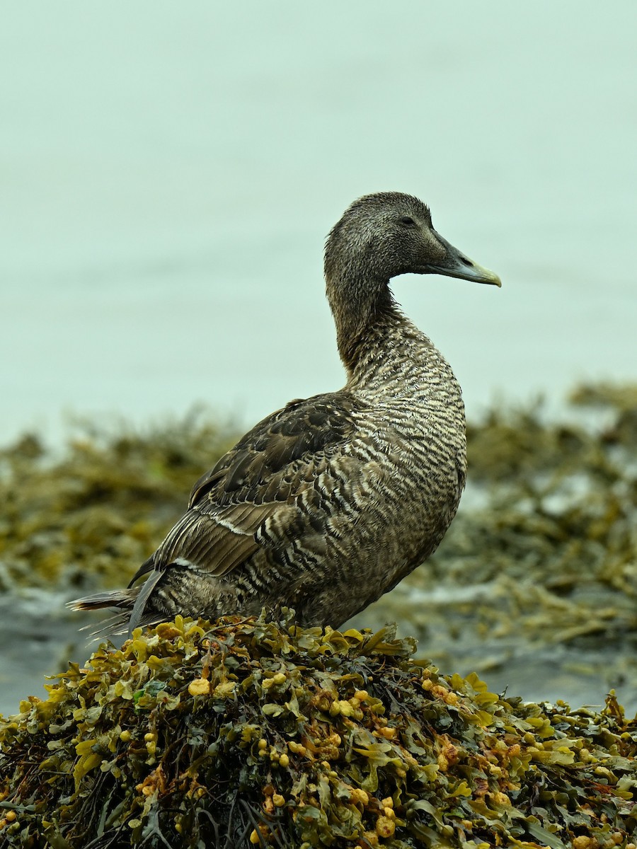 Common Eider - ML640156881