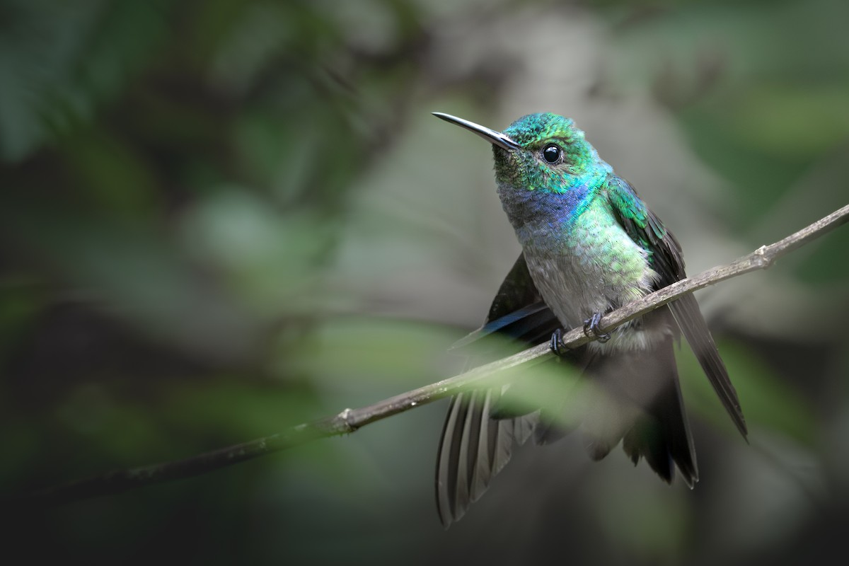 Blue-chested Hummingbird - ML640156895