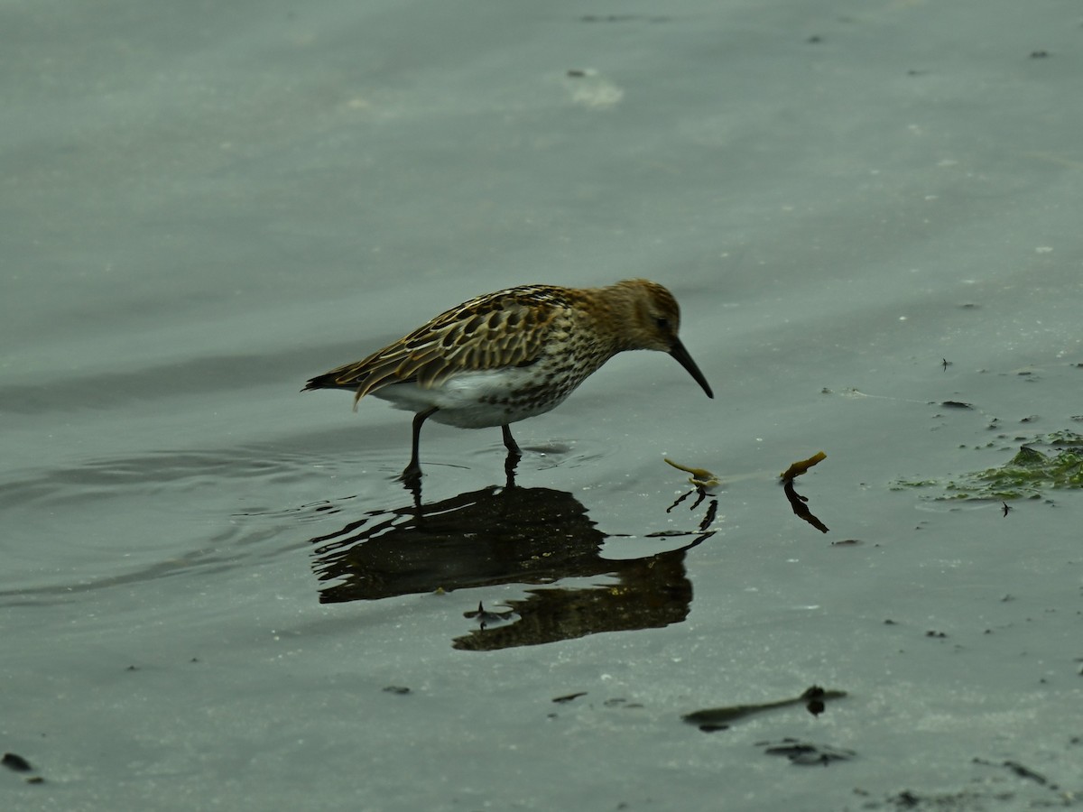 Dunlin - ML640156898