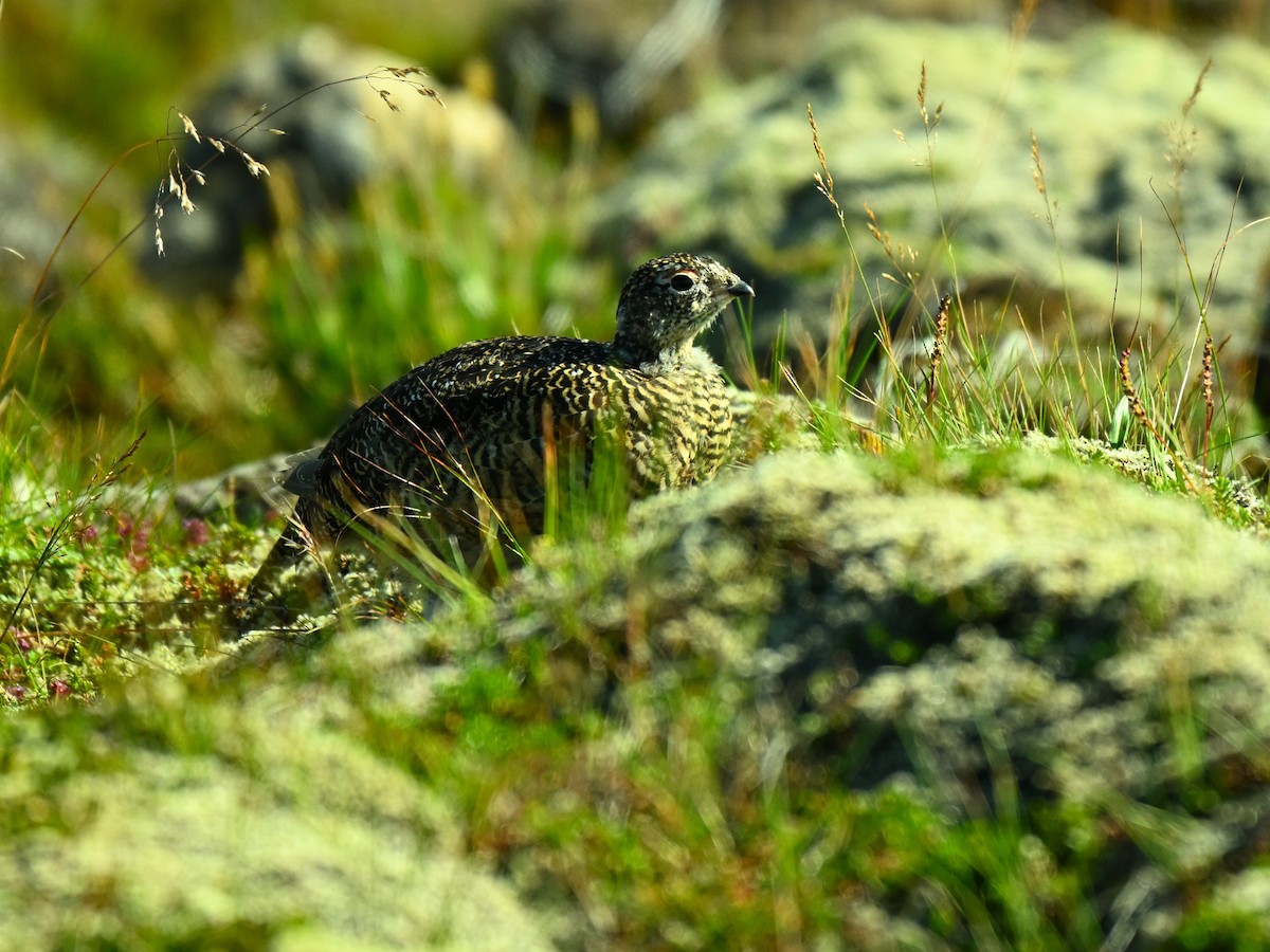 Rock Ptarmigan - ML640156919