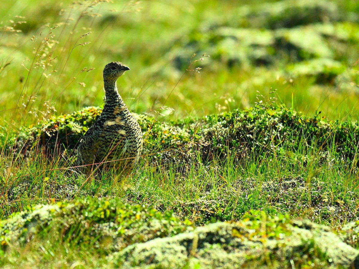 Rock Ptarmigan - ML640156920