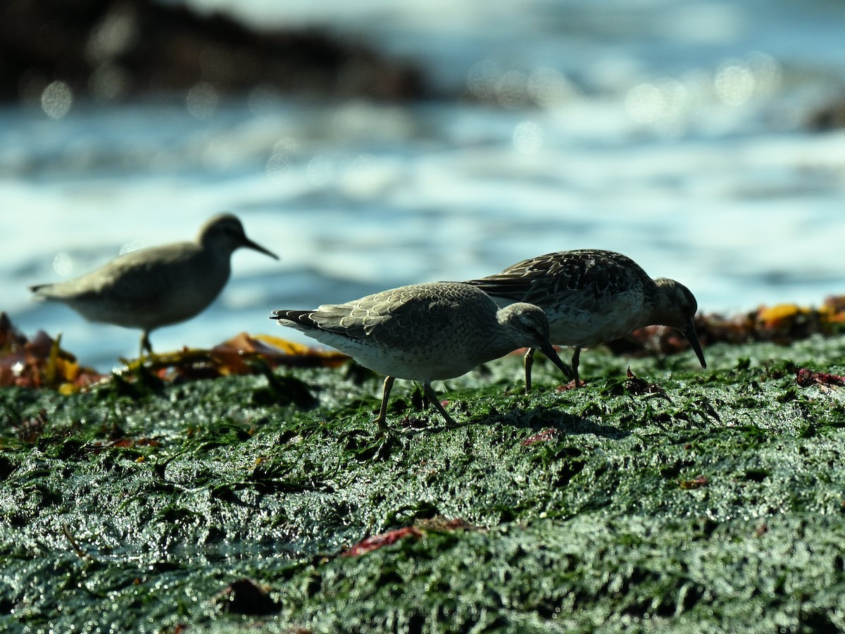 Red Knot - ML640156940