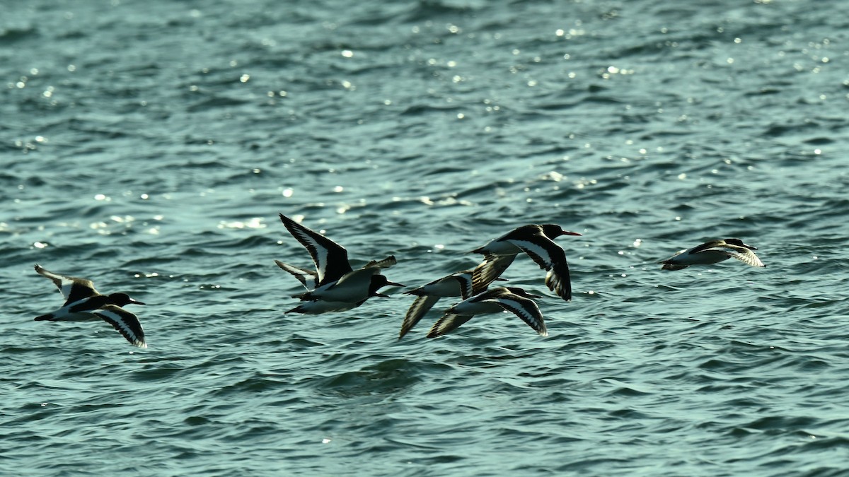 Eurasian Oystercatcher - ML640156950