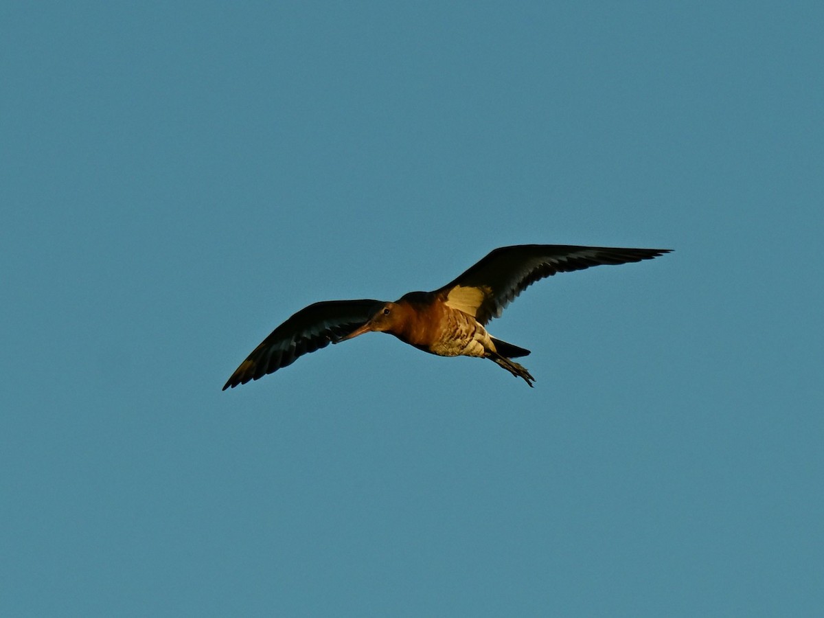 Black-tailed Godwit - ML640156957