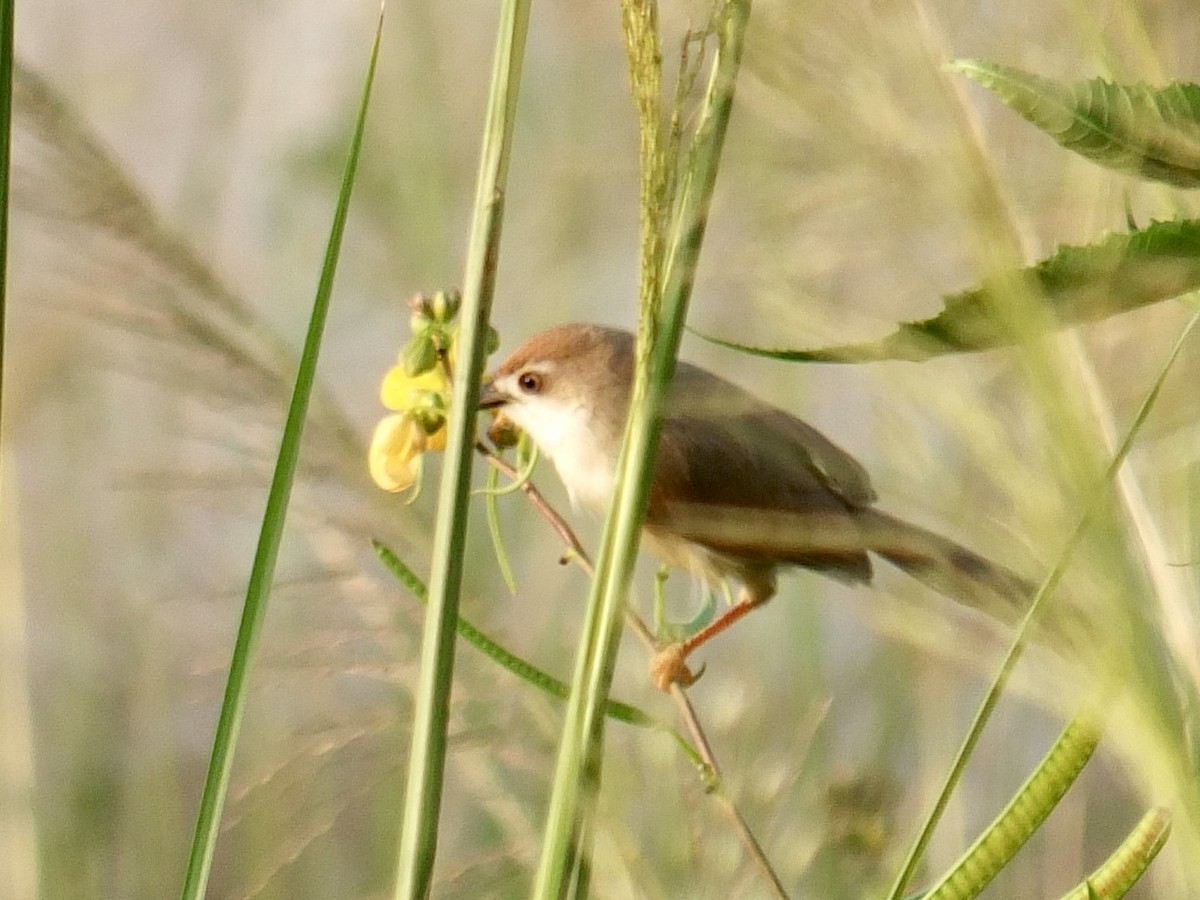 Yellow-eyed Babbler - ML640156976