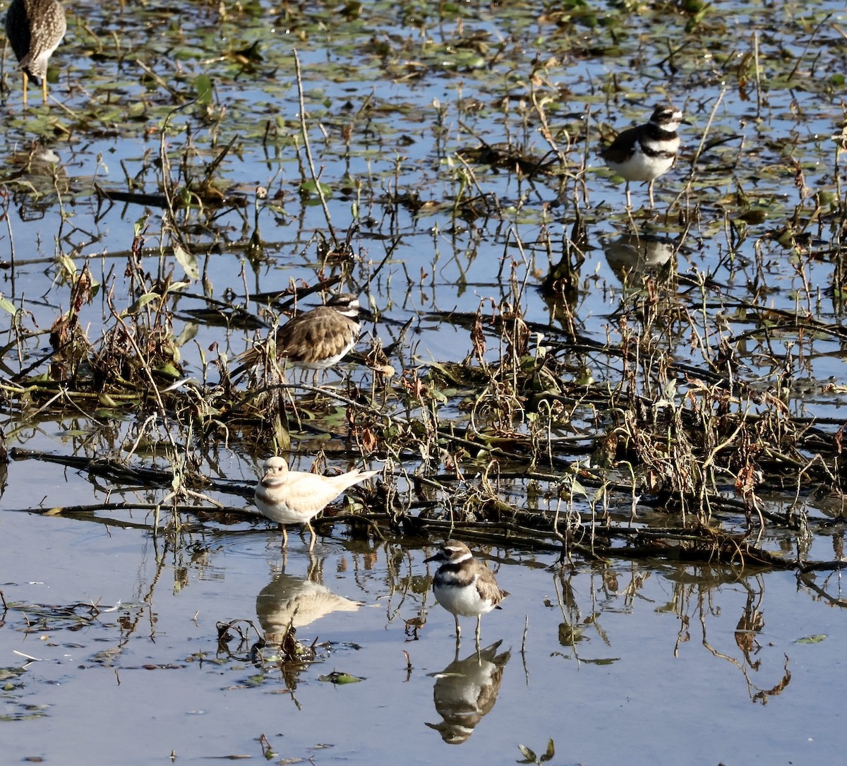 Killdeer - ML640156996