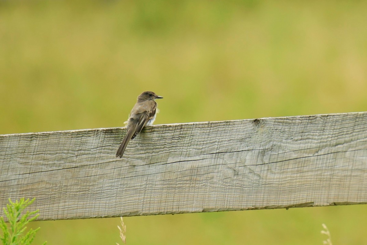 Eastern Phoebe - ML640156997