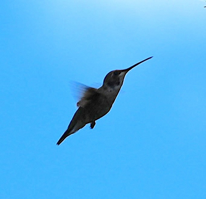 Calliope Hummingbird - ML640157001
