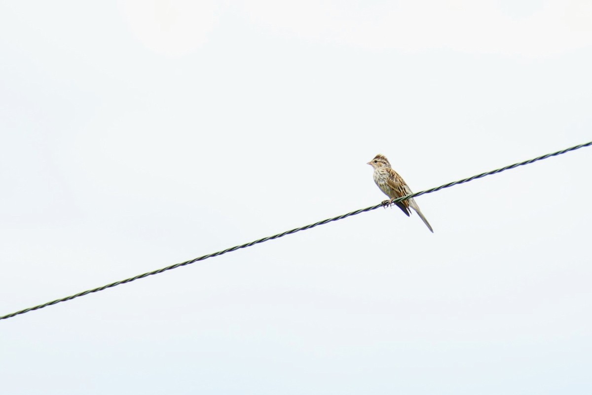 Chipping Sparrow - ML640157002