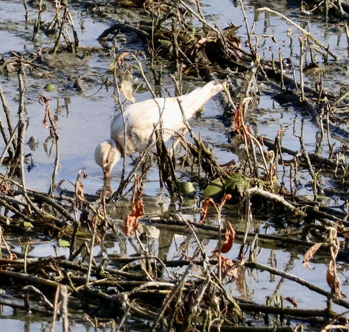 Killdeer - ML640157009