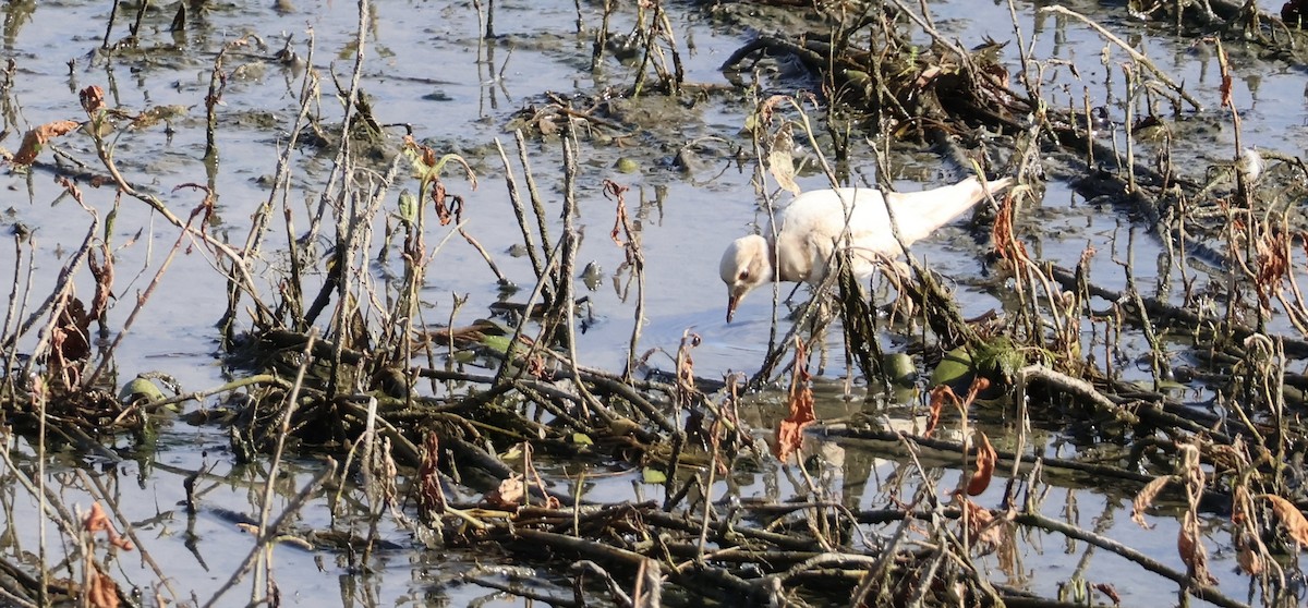 Killdeer - ML640157016