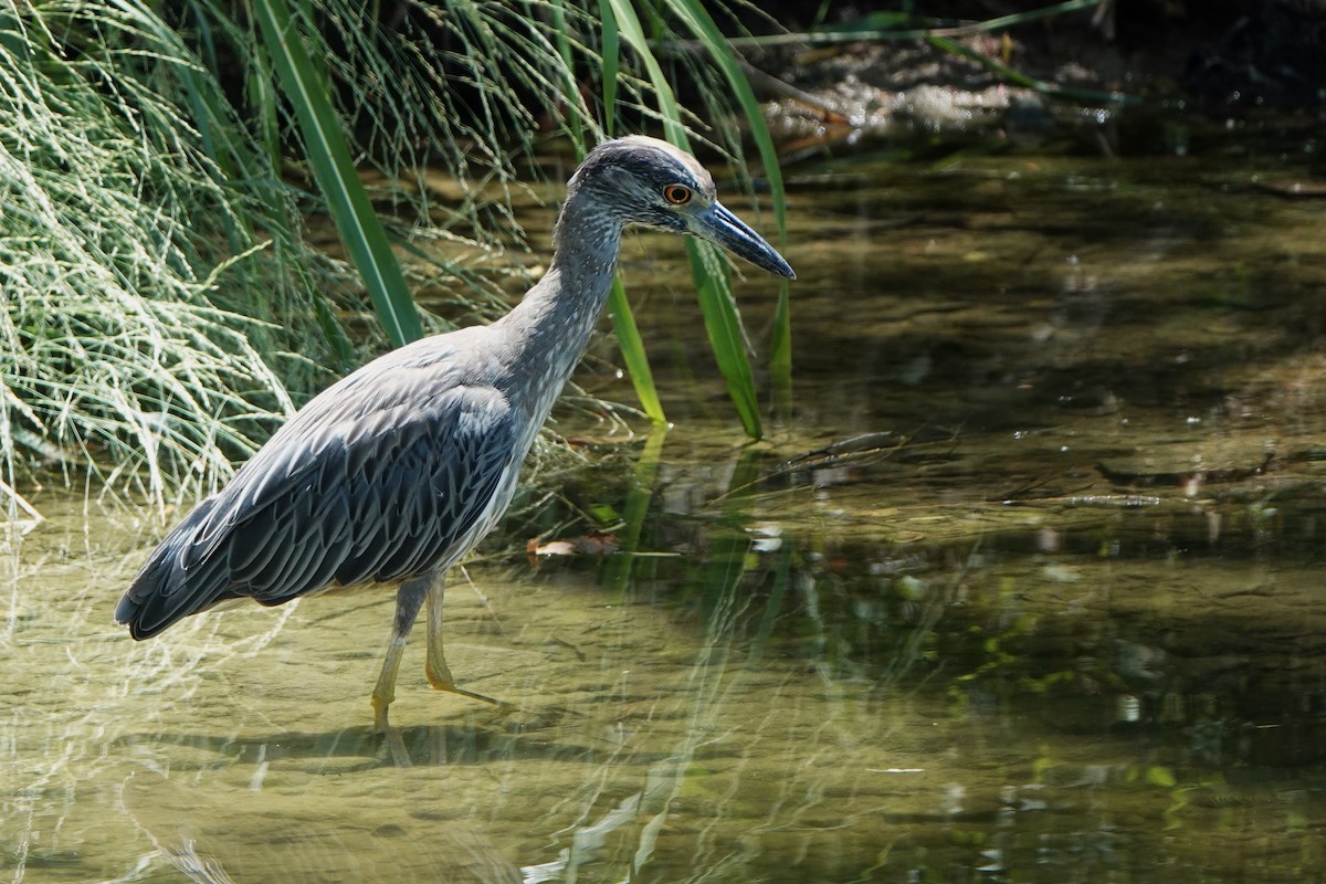 Yellow-crowned Night Heron - ML640157106