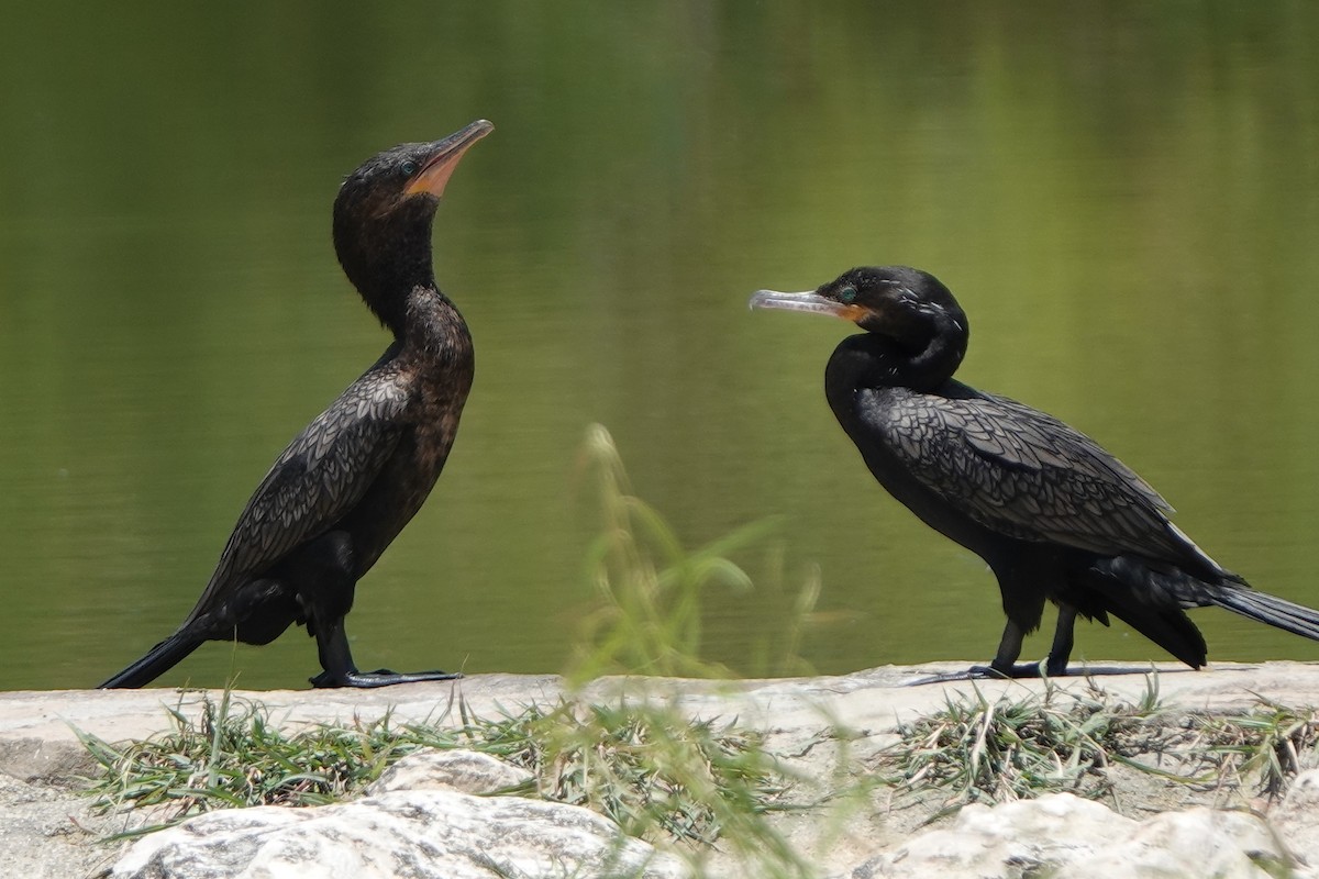 Neotropic Cormorant - ML640157129