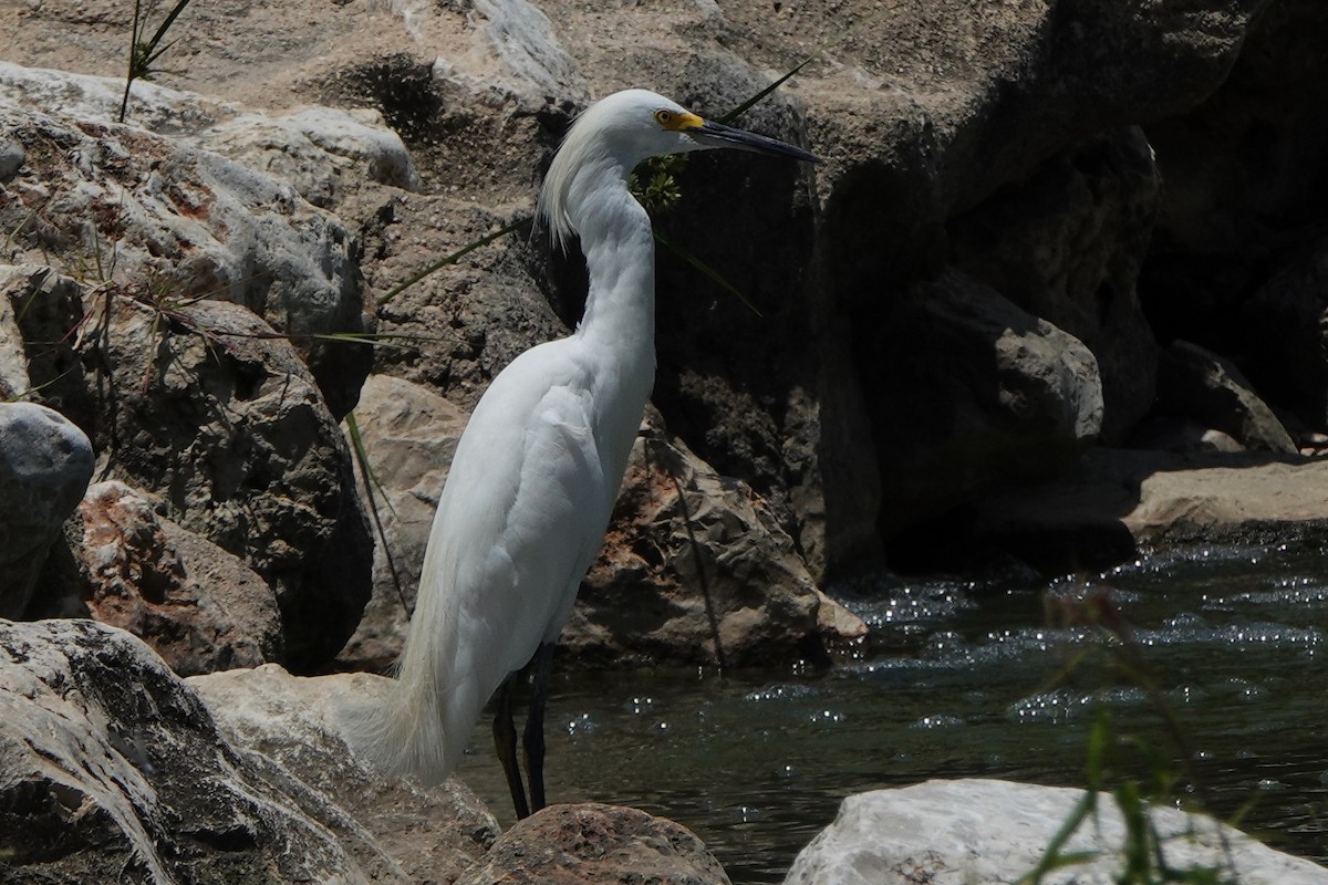 Snowy Egret - ML640157134