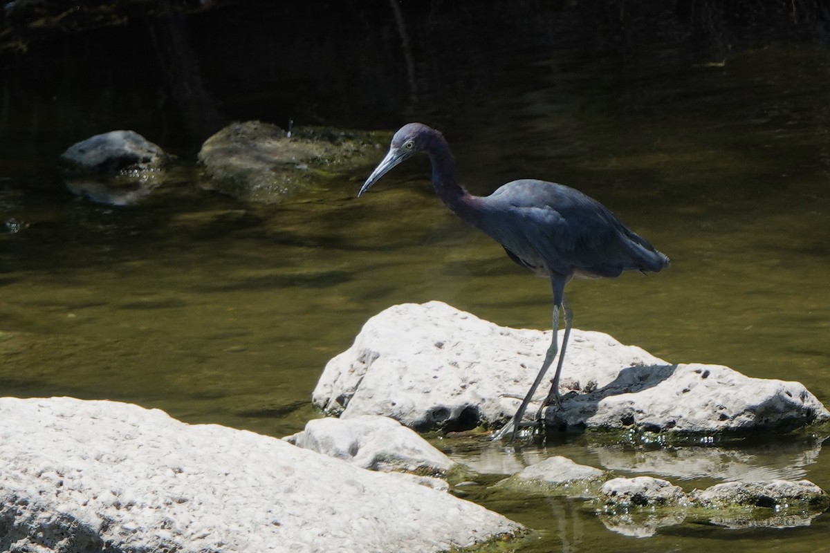 Little Blue Heron - ML640157136