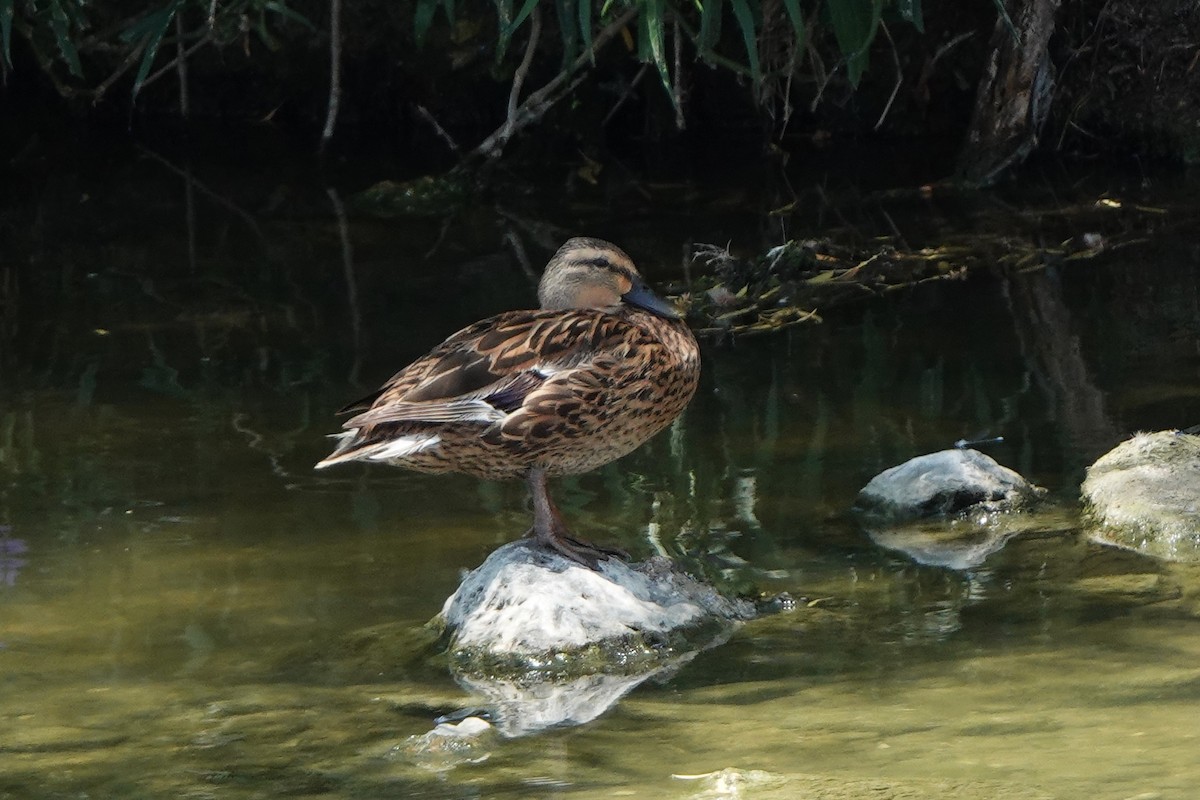 Mallard - ML640157141
