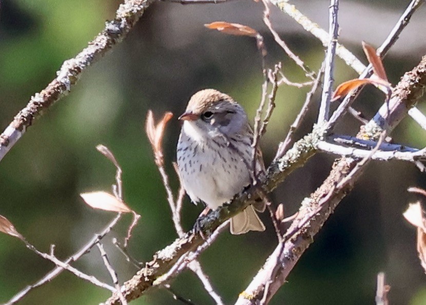 Chipping Sparrow - ML640157173