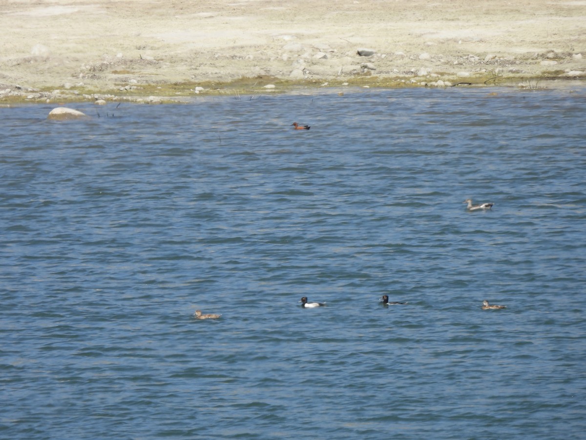 Ring-necked Duck - ML640157178