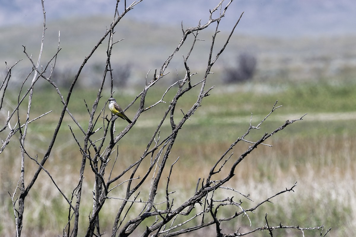 Western Kingbird - ML640157181