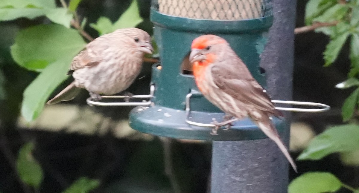 House Finch - ML640157213