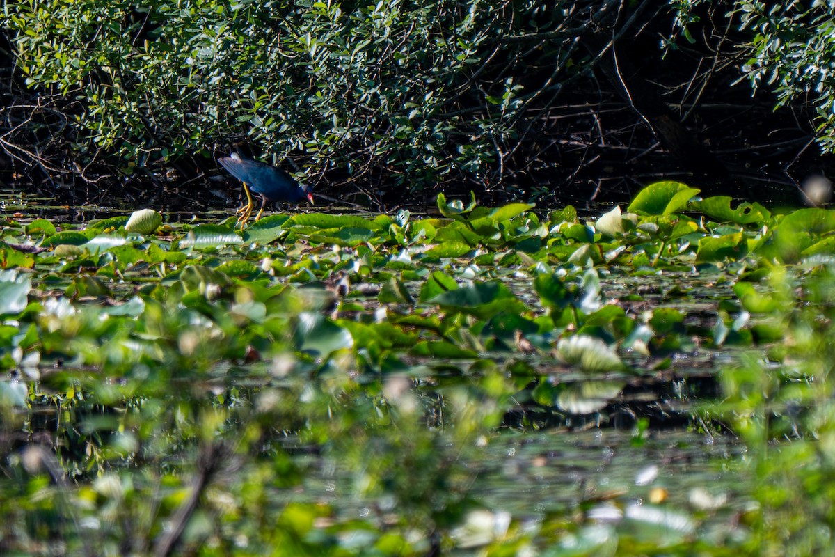 Purple Gallinule - ML640157224