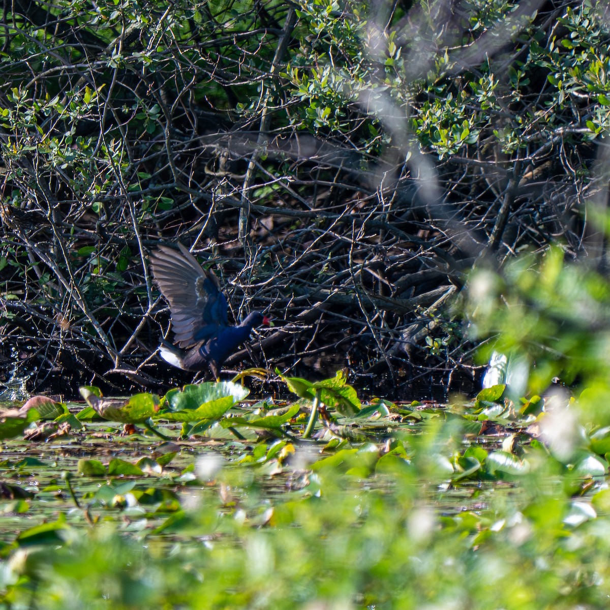 Purple Gallinule - ML640157257