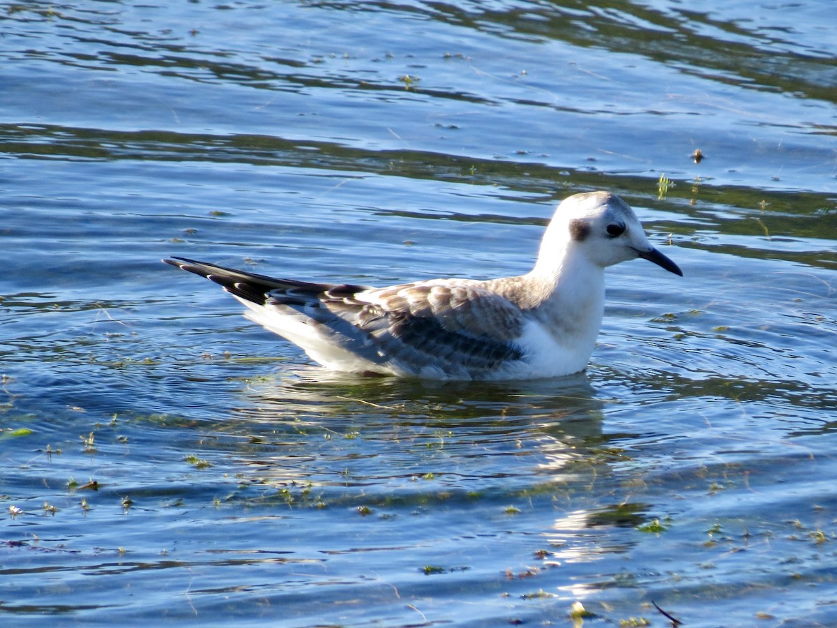 Bonaparte's Gull - ML640157259
