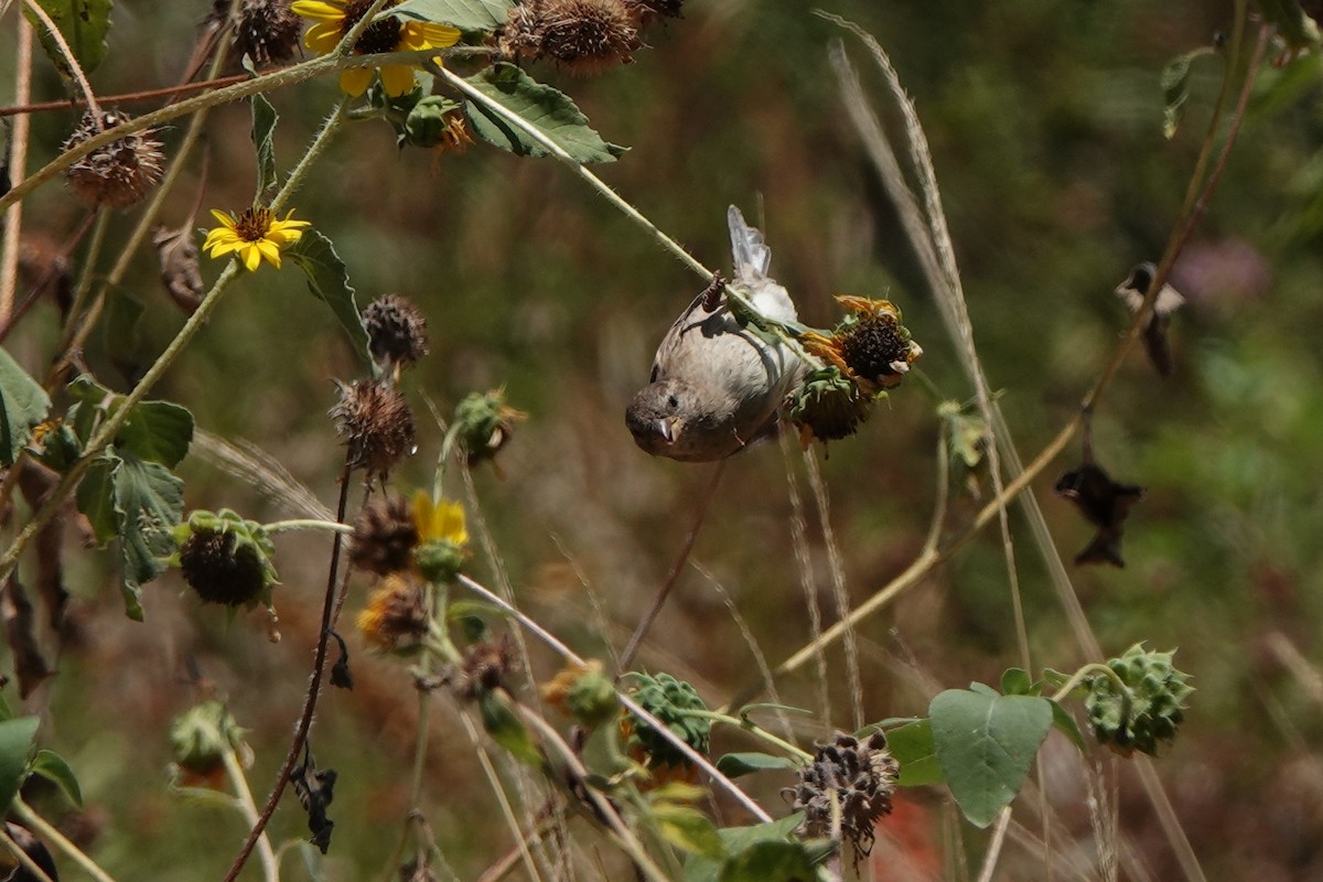 House Sparrow - ML640157281