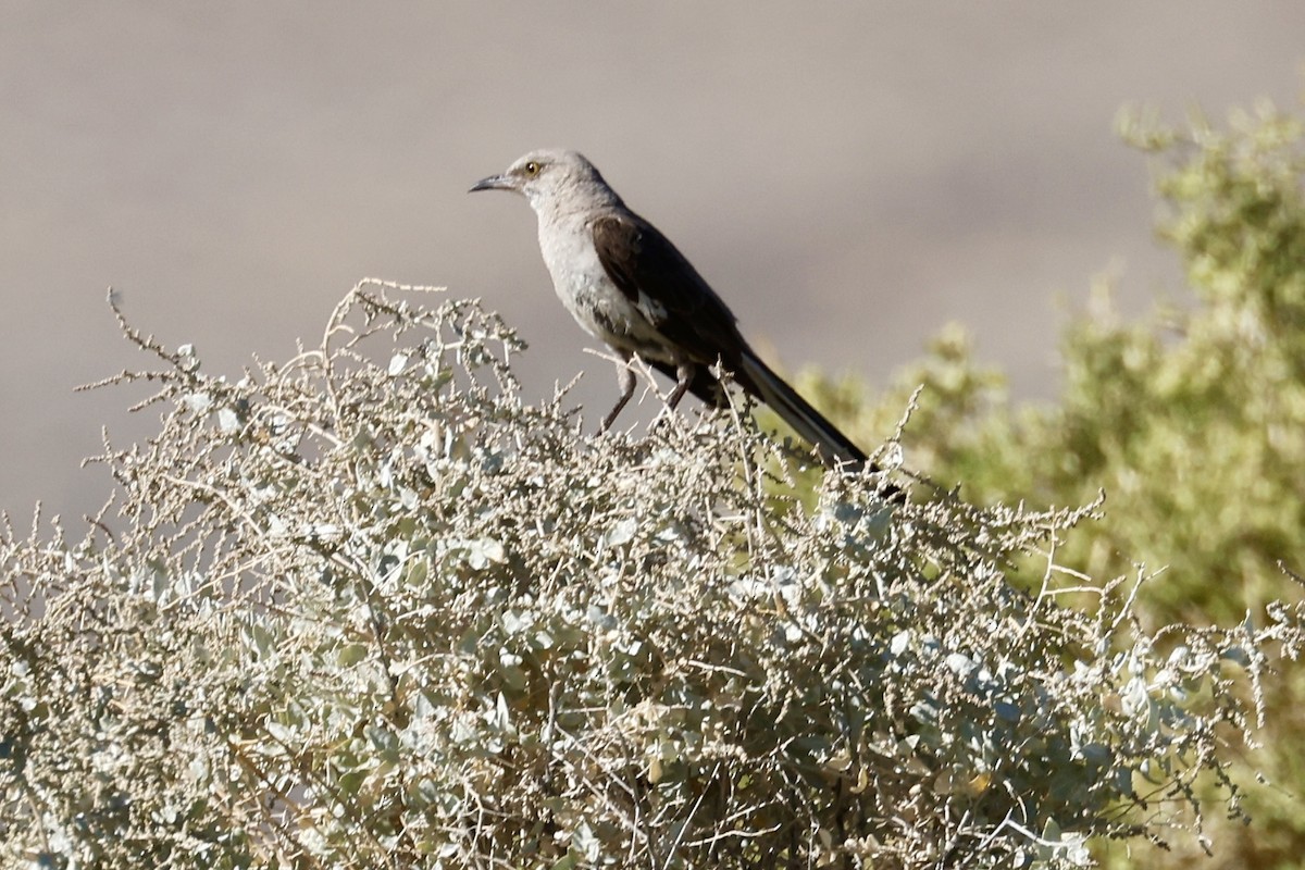 Northern Mockingbird - ML640157293