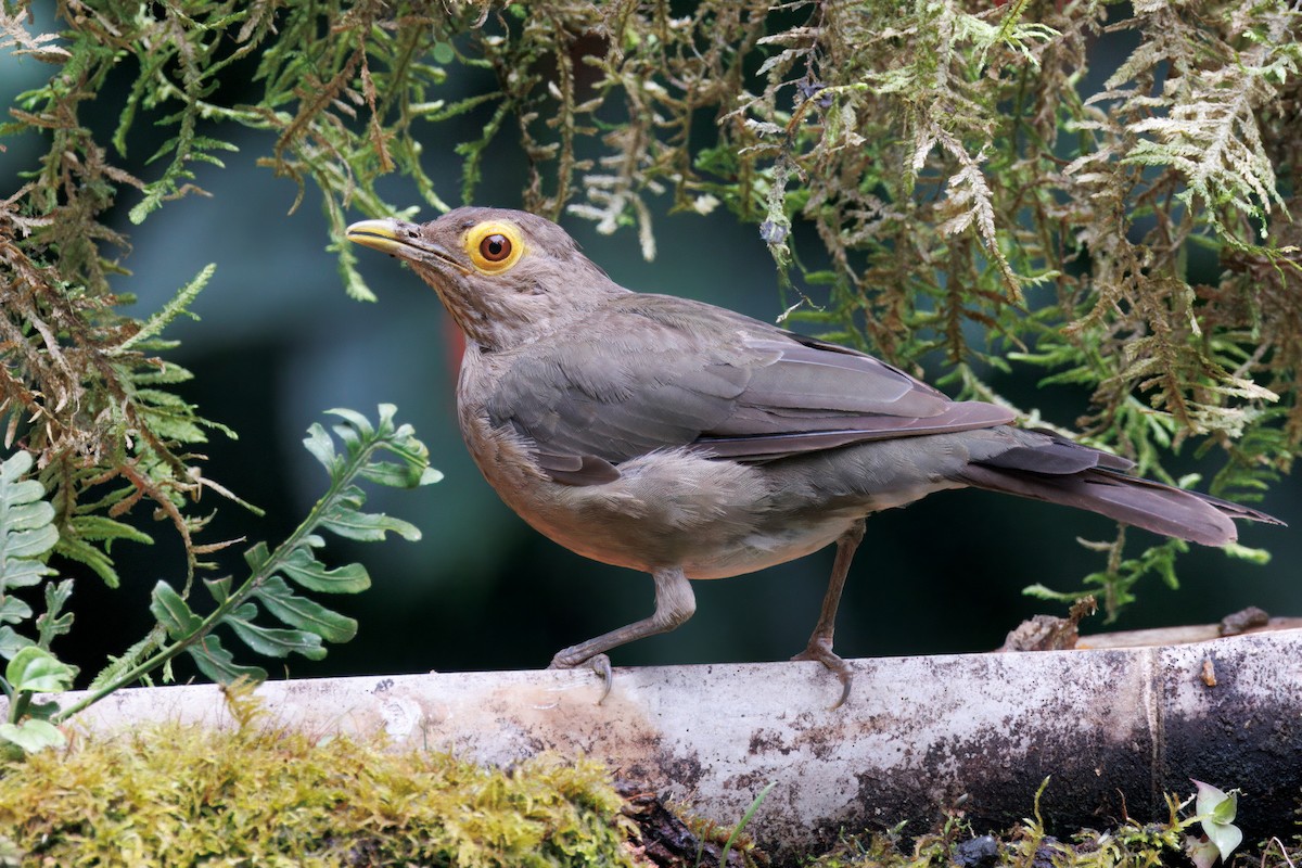 Spectacled Thrush - ML640157309
