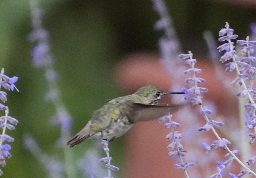 Calliope Hummingbird - ML640157315
