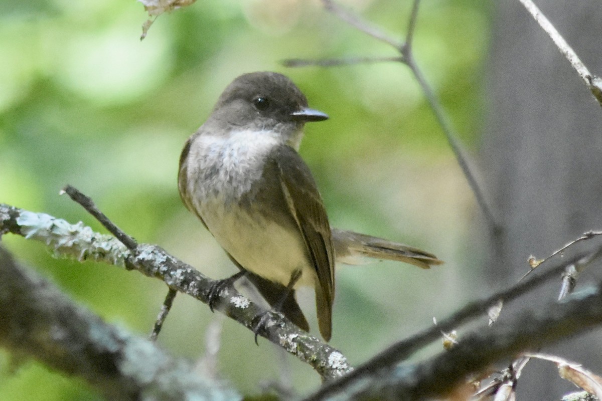 Eastern Phoebe - ML640157337