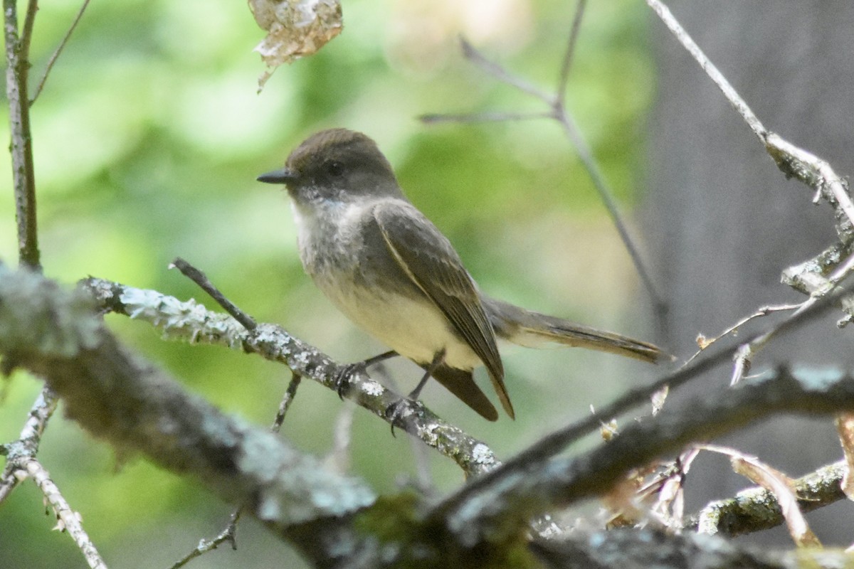 Eastern Phoebe - ML640157338