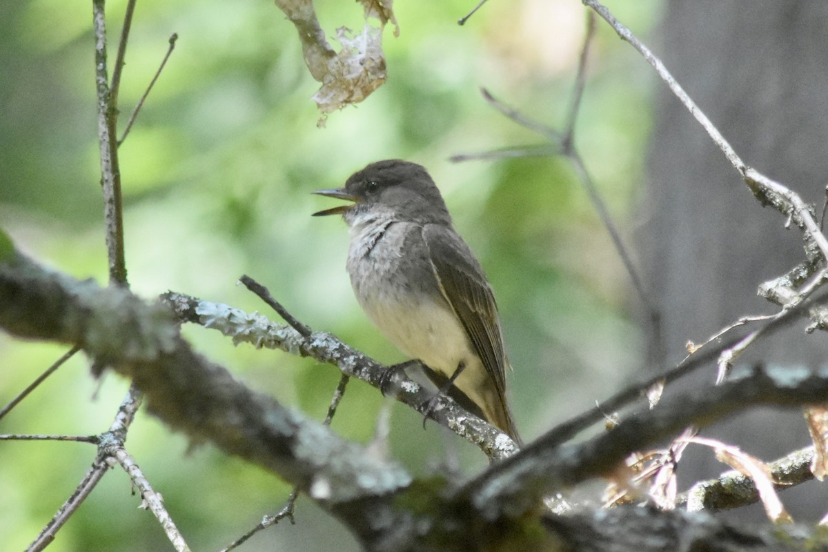 Eastern Phoebe - ML640157339
