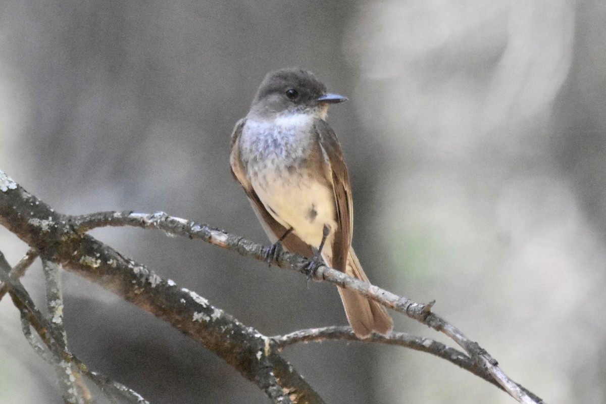 Eastern Phoebe - ML640157340