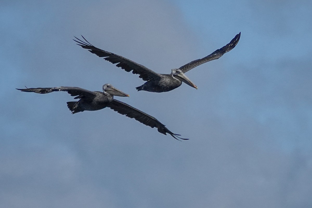 Brown Pelican - ML640157341