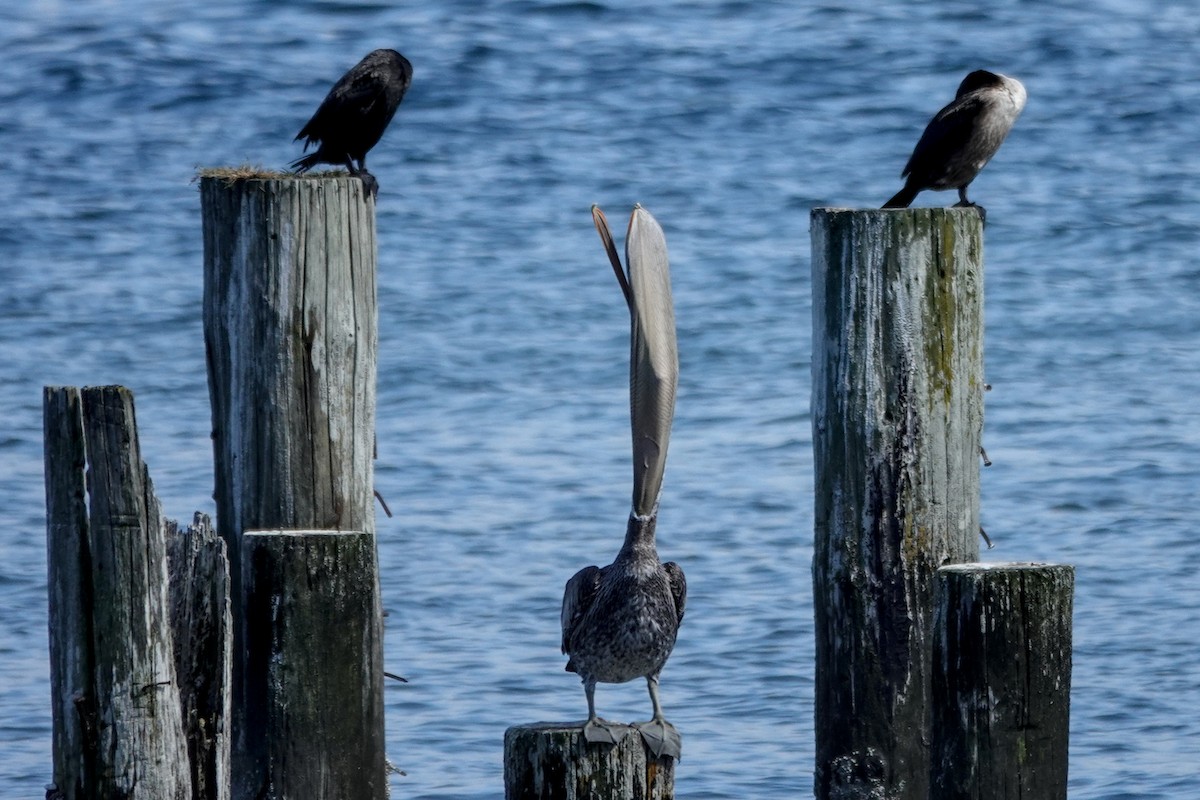 Brown Pelican - ML640157343