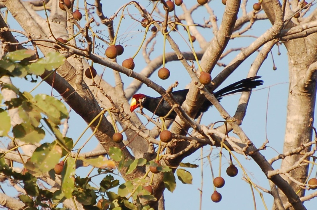 Turaco Violáceo - ML640157399